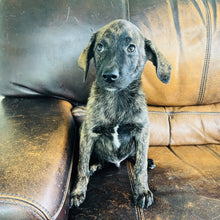 Load image into Gallery viewer, Blue - Blue Heeler