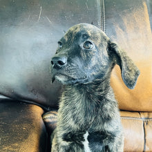 Load image into Gallery viewer, Blue - Blue Heeler