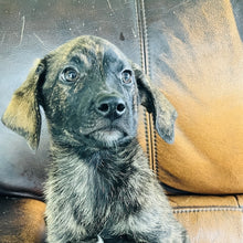 Load image into Gallery viewer, Blue - Blue Heeler