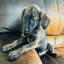 Load image into Gallery viewer, Blue - Blue Heeler