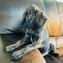 Load image into Gallery viewer, Blue - Blue Heeler