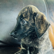 Load image into Gallery viewer, Blue - Blue Heeler