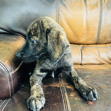 Load image into Gallery viewer, Blue - Blue Heeler