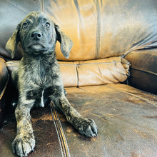 Load image into Gallery viewer, Blue - Blue Heeler