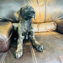 Load image into Gallery viewer, Blue - Blue Heeler