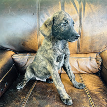 Load image into Gallery viewer, Blue - Blue Heeler