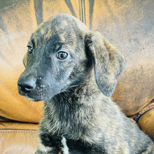 Load image into Gallery viewer, Blue - Blue Heeler