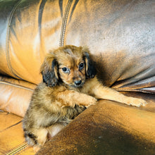 Load image into Gallery viewer, Brownie - Mini Aussiedoodle