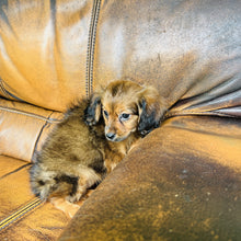Load image into Gallery viewer, Brownie - Mini Aussiedoodle