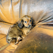 Load image into Gallery viewer, Brownie - Mini Aussiedoodle