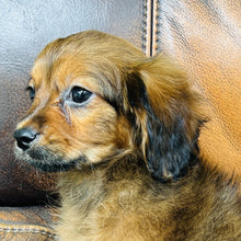 Load image into Gallery viewer, Brownie - Mini Aussiedoodle