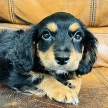 Load image into Gallery viewer, Button found a home - Mini Aussiedoodle