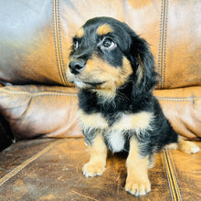 Load image into Gallery viewer, Button found a home - Mini Aussiedoodle