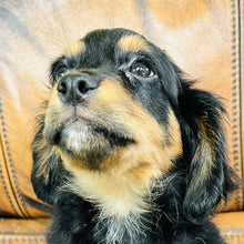 Load image into Gallery viewer, Button found a home - Mini Aussiedoodle