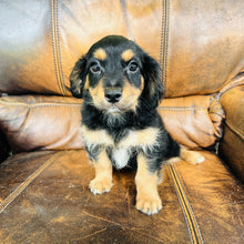 Load image into Gallery viewer, Button found a home - Mini Aussiedoodle