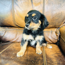 Load image into Gallery viewer, Button found a home - Mini Aussiedoodle