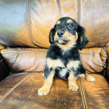 Load image into Gallery viewer, Button found a home - Mini Aussiedoodle