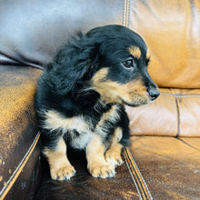 Load image into Gallery viewer, Button found a home - Mini Aussiedoodle