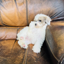 Load image into Gallery viewer, Jewel - Mini Aussiedoodle