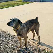 Load image into Gallery viewer, Blue - Blue Heeler