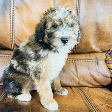 Load image into Gallery viewer, Autumn - Mini Aussiedoodle
