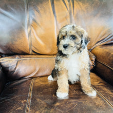 Load image into Gallery viewer, Autumn - Mini Aussiedoodle
