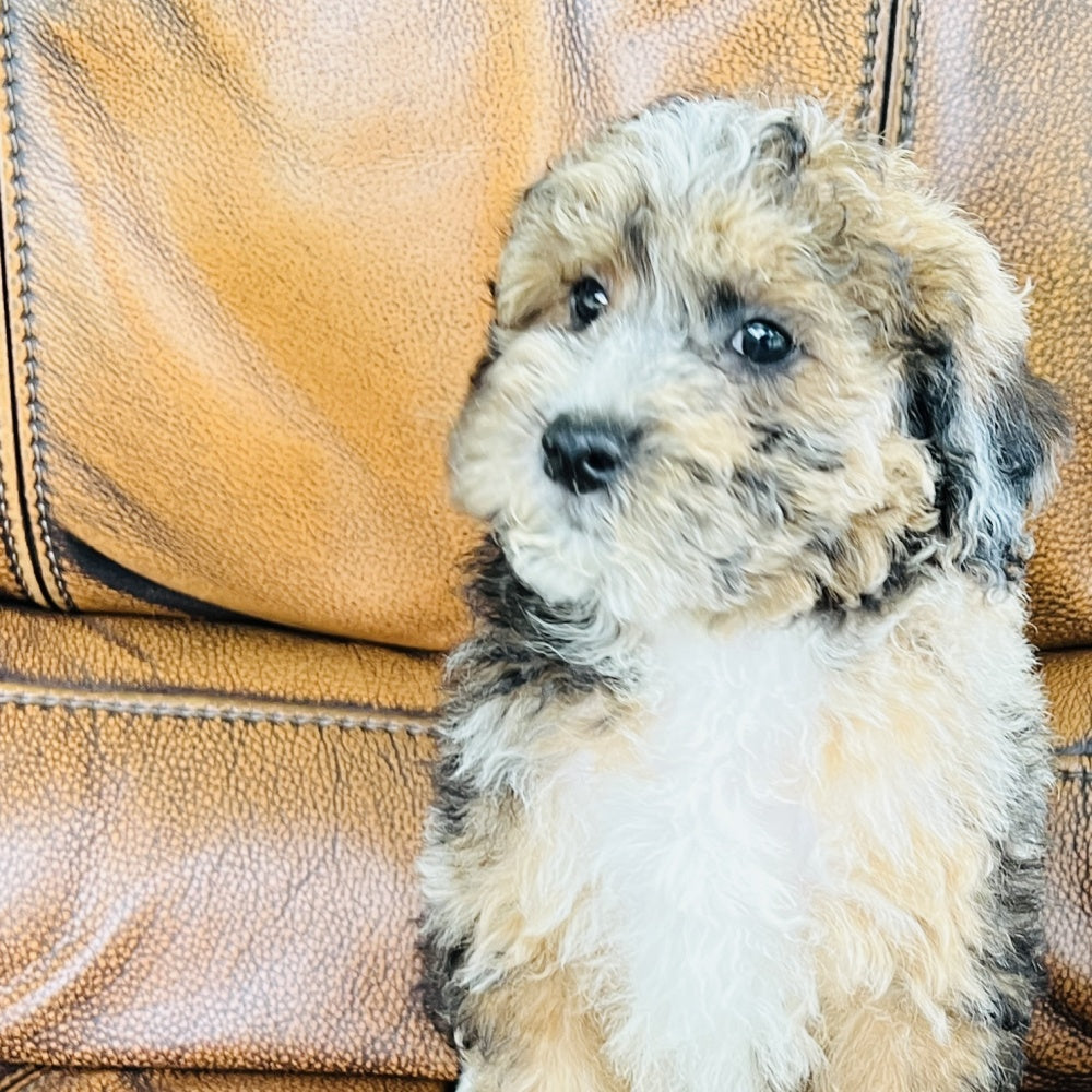 Autumn - Mini Aussiedoodle