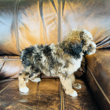 Load image into Gallery viewer, Autumn - Mini Aussiedoodle
