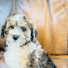 Load image into Gallery viewer, Autumn - Mini Aussiedoodle
