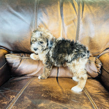 Load image into Gallery viewer, Autumn - Mini Aussiedoodle
