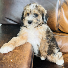 Load image into Gallery viewer, Autumn - Mini Aussiedoodle
