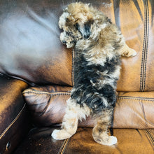 Load image into Gallery viewer, Autumn - Mini Aussiedoodle
