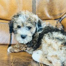 Load image into Gallery viewer, Autumn - Mini Aussiedoodle
