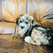 Load image into Gallery viewer, Autumn - Mini Aussiedoodle
