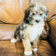 Load image into Gallery viewer, Autumn - Mini Aussiedoodle
