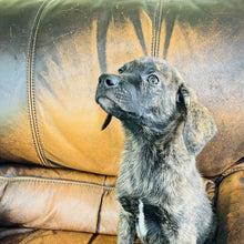 Load image into Gallery viewer, Blue - Blue Heeler
