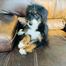 Load image into Gallery viewer, Brie - Mini Bernedoodle
