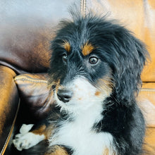 Load image into Gallery viewer, Brie - Mini Bernedoodle
