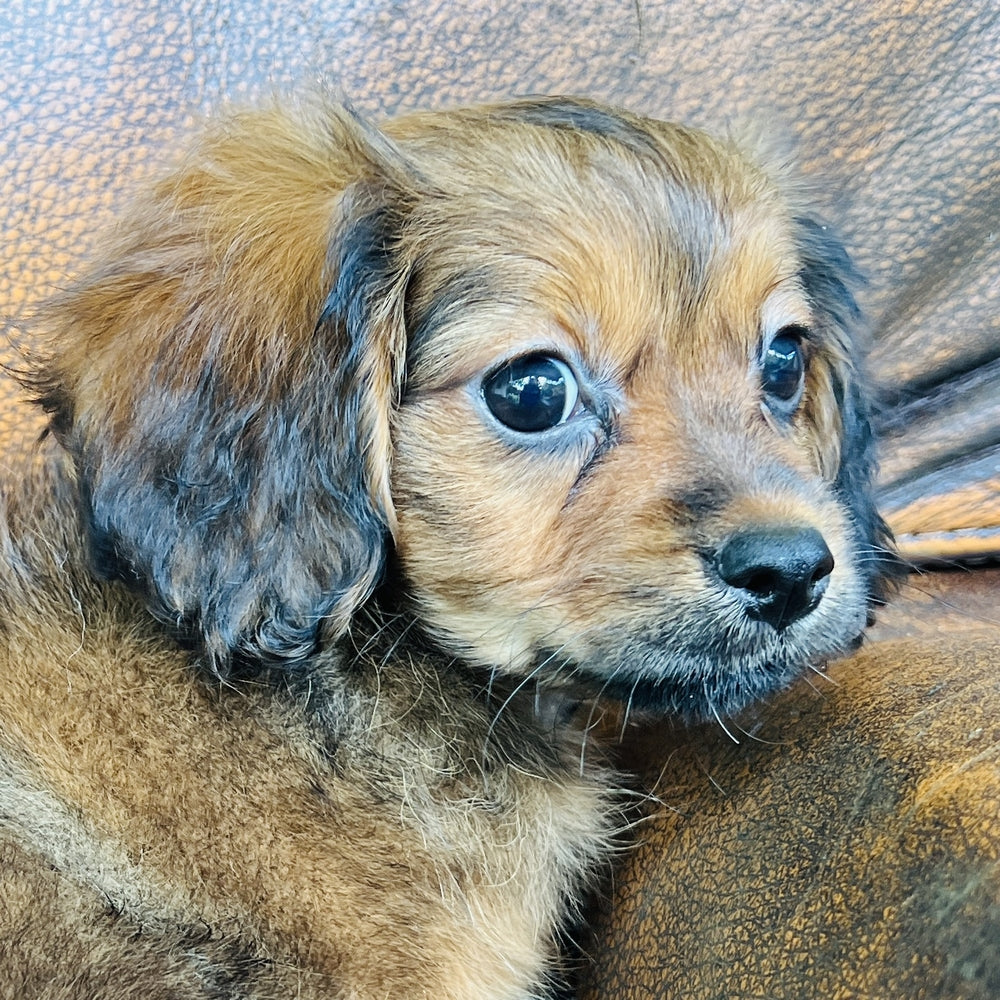 Brownie - Mini Aussiedoodle
