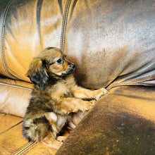 Load image into Gallery viewer, Brownie - Mini Aussiedoodle
