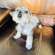 Load image into Gallery viewer, Bruce found a home with Sharena - Mini Schnauzer
