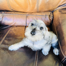Load image into Gallery viewer, Bruce found a home with Sharena - Mini Schnauzer
