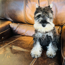 Load image into Gallery viewer, Champagne - Mini Schnauzer AKC &amp; Orthopedic Certificate
