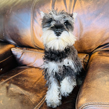 Load image into Gallery viewer, Champagne - Mini Schnauzer AKC &amp; Orthopedic Certificate
