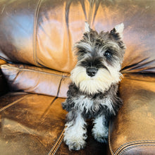 Load image into Gallery viewer, Champagne - Mini Schnauzer AKC &amp; Orthopedic Certificate
