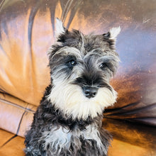 Load image into Gallery viewer, Champagne - Mini Schnauzer AKC &amp; Orthopedic Certificate
