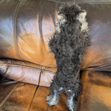 Load image into Gallery viewer, Champagne - Mini Schnauzer AKC &amp; Orthopedic Certificate
