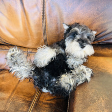 Load image into Gallery viewer, Champagne - Mini Schnauzer AKC &amp; Orthopedic Certificate
