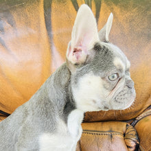 Load image into Gallery viewer, Champagne - Mini French Bulldog
