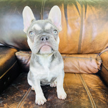 Load image into Gallery viewer, Champagne - Mini French Bulldog
